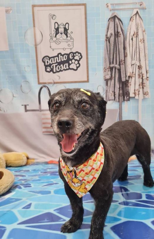 Cliente da Iguana de bandana após o banho e tosa