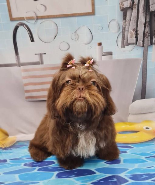 Shih-tzu chocolate de lacinhos, todo arrumado após o banho