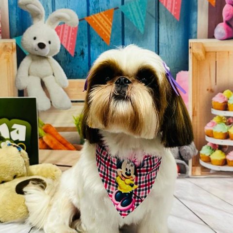 Shih-tzu cliente da Iguana, de lacinho e bandana, após o banho