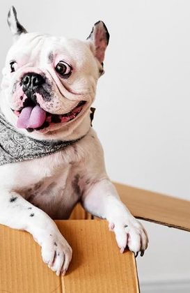 Buldogue francês saindo de uma caixa de entrega